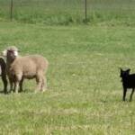 Australian National Field Days - Orange Central West NSW
