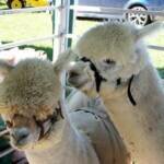 Australian National Field Days - Orange Central West NSW